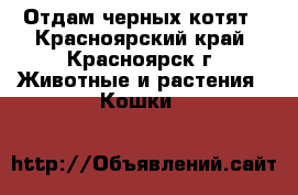 Отдам черных котят - Красноярский край, Красноярск г. Животные и растения » Кошки   